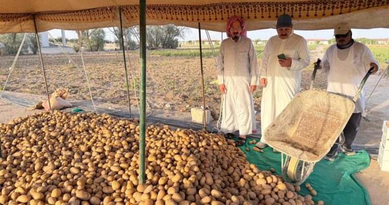 يزرع-البطاطا-والبصل-الأخضر…-مرتين-في-السنة-الواحدة