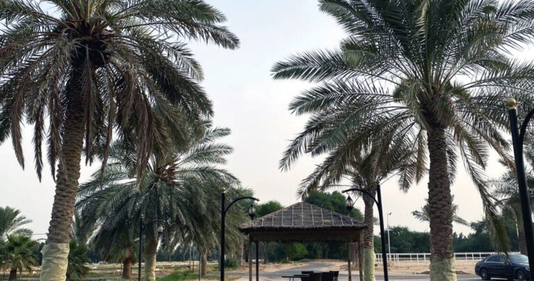 الاهتمام-بالنخيل-المثمر-في-فصل-الصيف