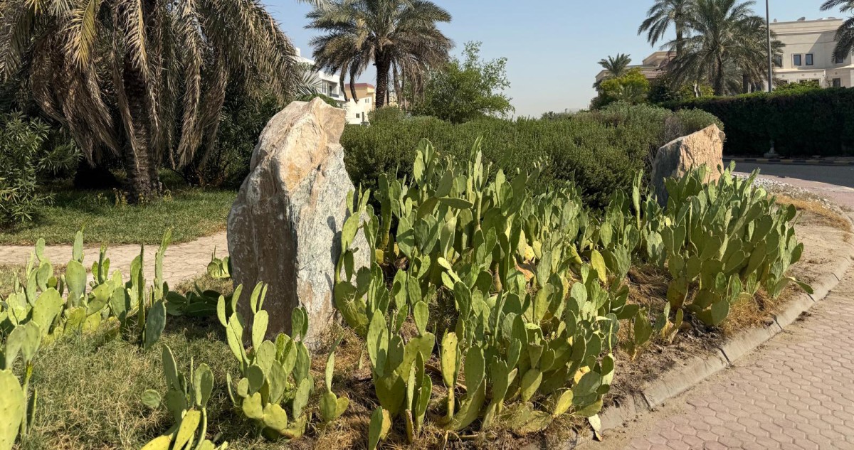 ازرعوا-الصبار…-في-المزارع-والحدائق