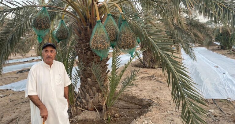عبدالمحسن-المدعج:-إنتاجنا-من-التمور-جيد-لكن-سوقها-ضعيف