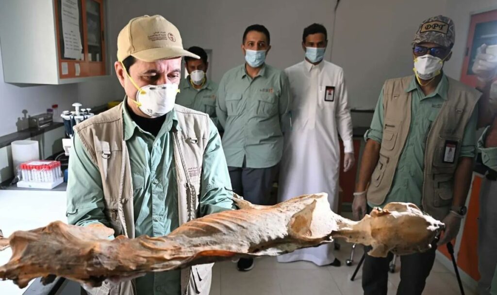 اكتشاف-تاريخي:-العثور-على-7-فهود-محنطة-في-كهوف-شمال-السعودية