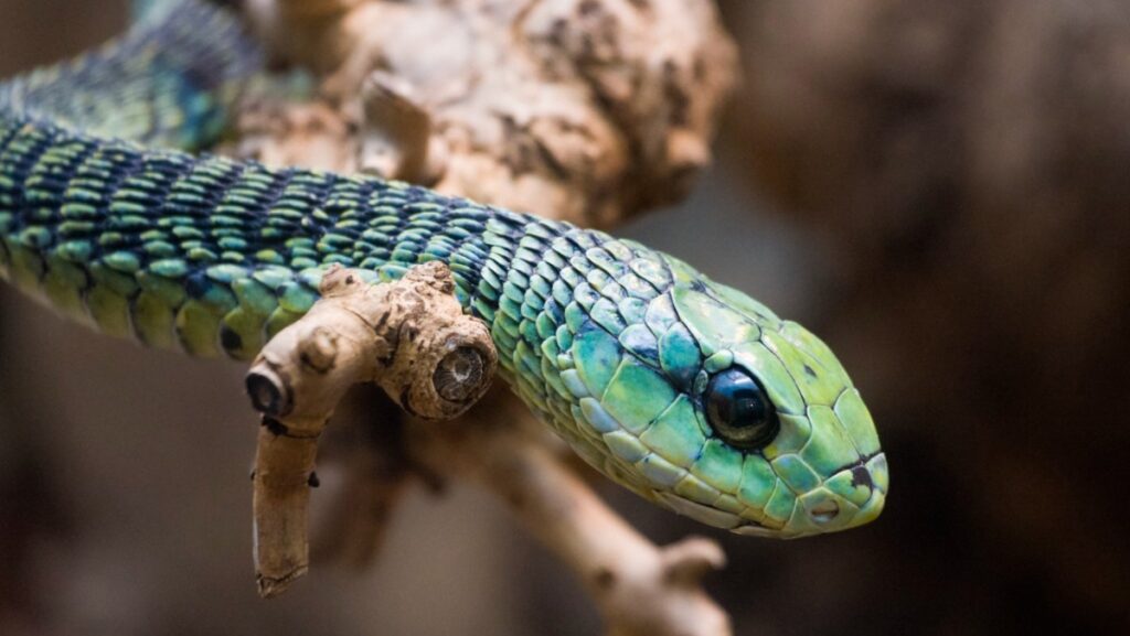 'ثعبان-الشجر-الأفريقي'…-يحول-جسد-الملدوغ-إلى-مصفاة