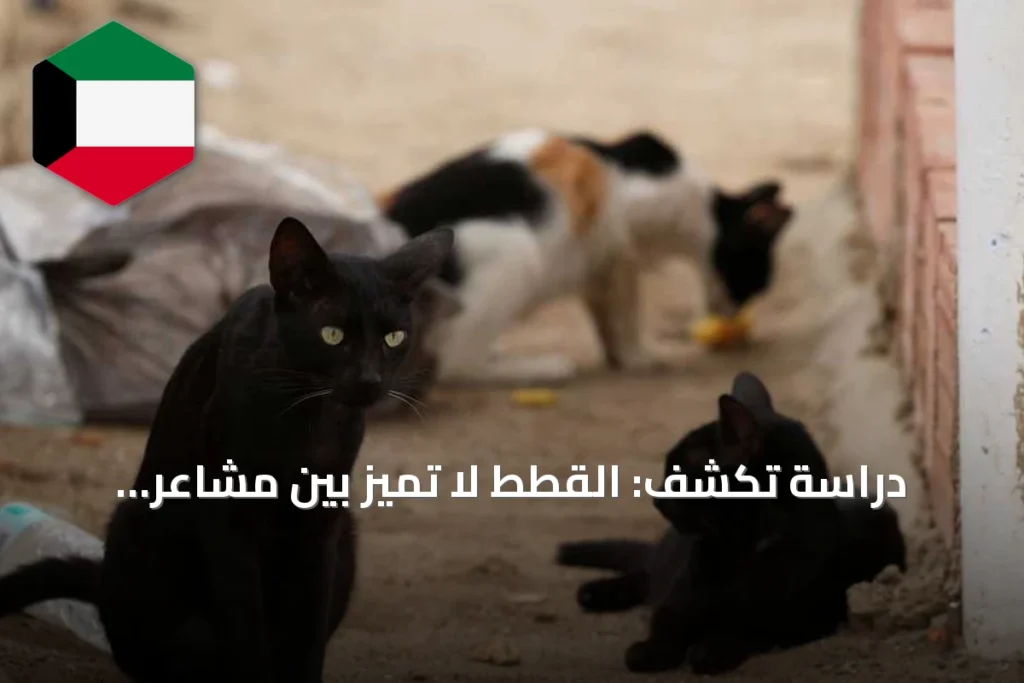دراسة تكشف: القطط لا تميّز بين مشاعر البشر عبر الصوت