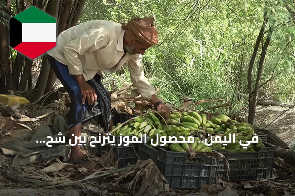 في اليمن.. محصول الموز يترنح بين شح المياه وغلاء الوقود