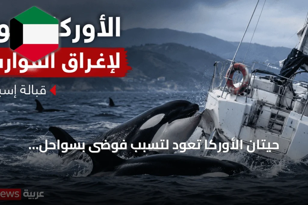 حيتان الأوركا تعود لتسبب فوضى بسواحل إسبانيا