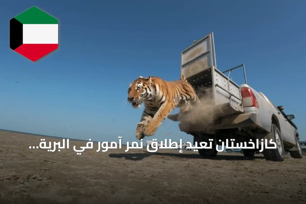 كازاخستان تعيد إطلاق نمر آمور في البرية بعد انقراض دام 70 عامًا