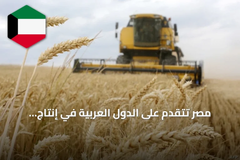 مصر تتقدم على الدول العربية في إنتاج القمح لعام 2026