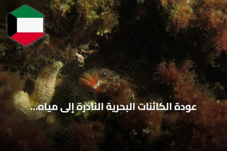 عودة الكائنات البحرية النادرة إلى مياه مرمرة قبالة جزر الأمراء