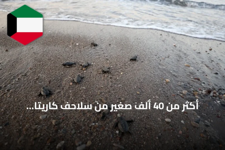 أكثر من 40 ألف صغير من سلاحف كاريتا كاريتا تصل إلى البحر من شواطئ أنطاليا