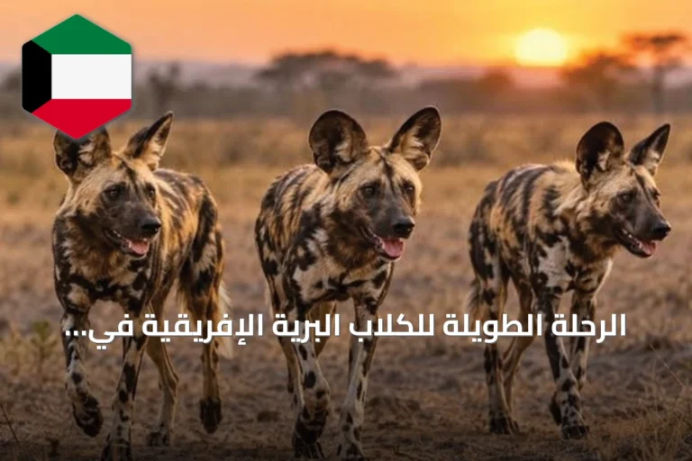 الرحلة الطويلة للكلاب البرية الإفريقية في البحث عن شريك