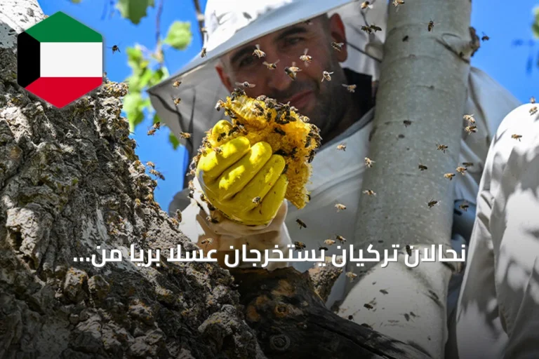 نحّالان تركيان يستخرجان عسلاً برياً من خلية طبيعية بجبل أرنوس ويتركان ما يكفي النحل للشتاء