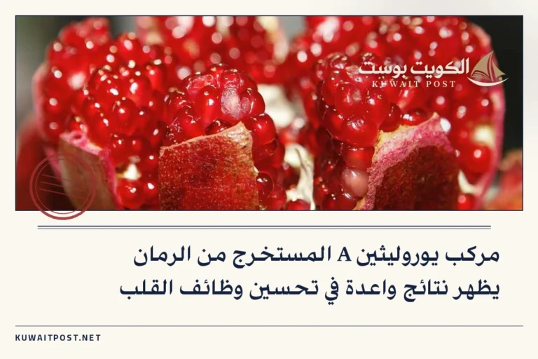 مركب يوروليثين A المستخرج من الرمان يظهر نتائج واعدة في تحسين وظائف القلب
