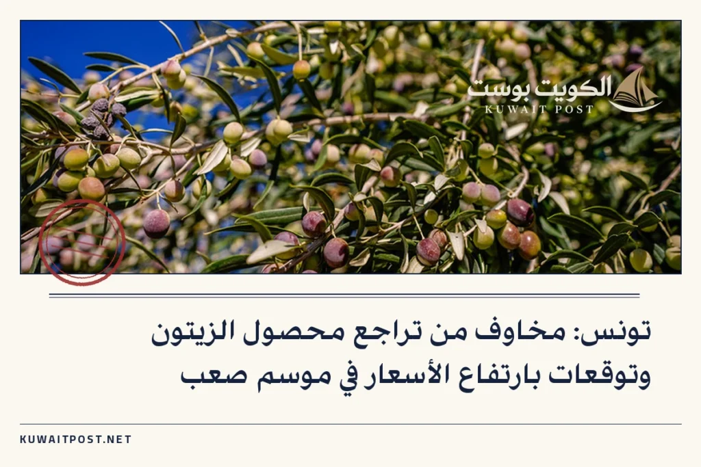 تونس: مخاوف من تراجع محصول الزيتون وتوقعات بارتفاع الأسعار في موسم صعب
